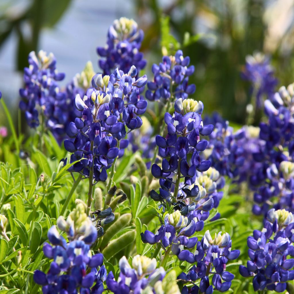 A scenic view of bluebonnets in full bloom, showcasing the beauty of Texas wildflowers in the DFW region.